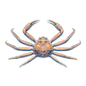 대게